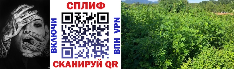 Бошки Шишки индика  Карабаш 